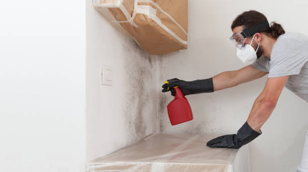 Professional Basement Mold Remediation technician working in Bozman, MD