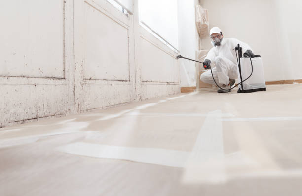 24/7 Emergency Basement Mold Remediation experts in Bozman, MD
