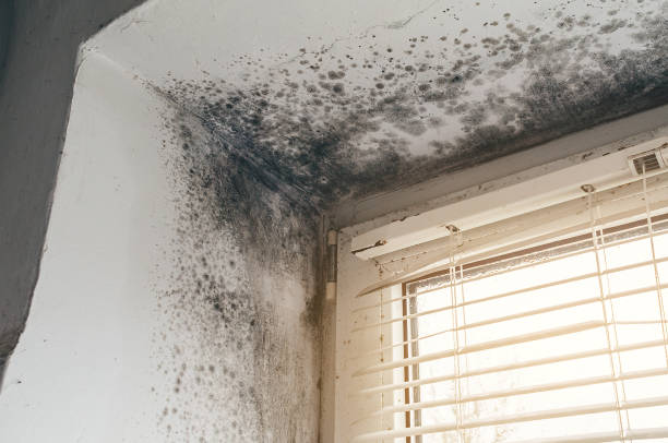 Affordable Basement Mold Remediation solutions in Bozman, MD