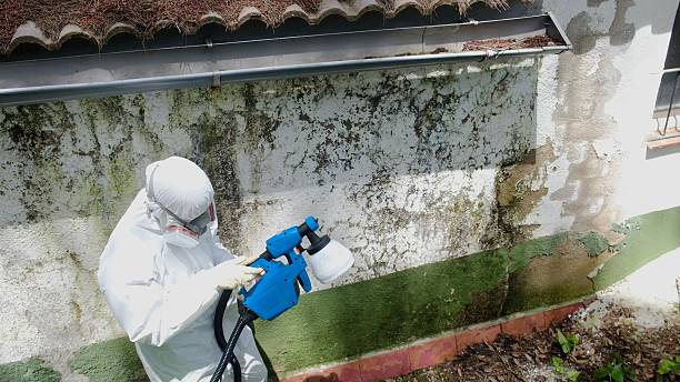 Top rated local Basement Mold Remediation specialists in Bozman, MD